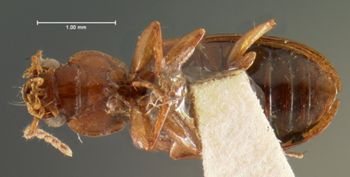 Media type: image;   Entomology 5941 Aspect: habitus ventral view
